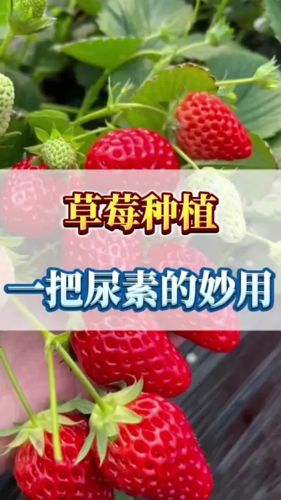 草莓种植，一把尿素的妙用 #草莓苗种苗 #优质农产品 #草莓种植