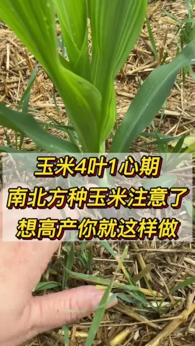 ����4Ҷ1�����ϱ��������׵�ע������߲����������#����ݪֲ#���׸߲�����#ũҵݪֲ#֧����ũ������ũ���� #������