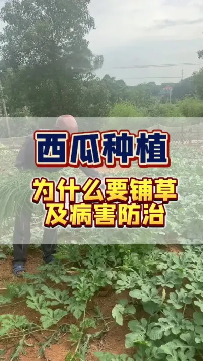 。这好好的西瓜地里啊，为啥要铺一些草呢？这露天西瓜地铺草有以下几个好处。第一呢，它不翻秧。那第二呢是可以保持土壤湿润。那第三呢是不粗草，咱们呀不需要在人工除草了。那第四呀是下雨的时候，叶片上不沾泥点，