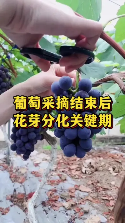 ���Ѳ�ժ������ѿ�ֽ�Ҫ���� #���� #ũҵݪֲ #��ũ