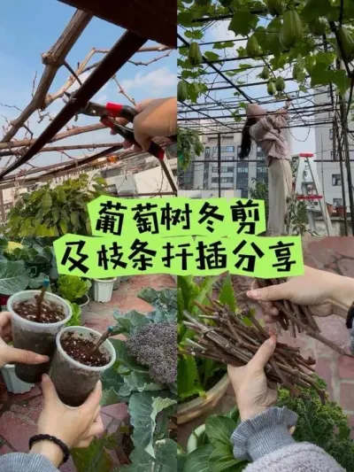 ȥ������Ҫ����֦����С�������� С¶̨һ�������гԲ���ĹϹ��߲ˣ�������ƽӹСһ��ƽ����ϲ������#��̨�ֲ� #�������޼� #����Ǥ�� #��ժ #¶̨С��԰