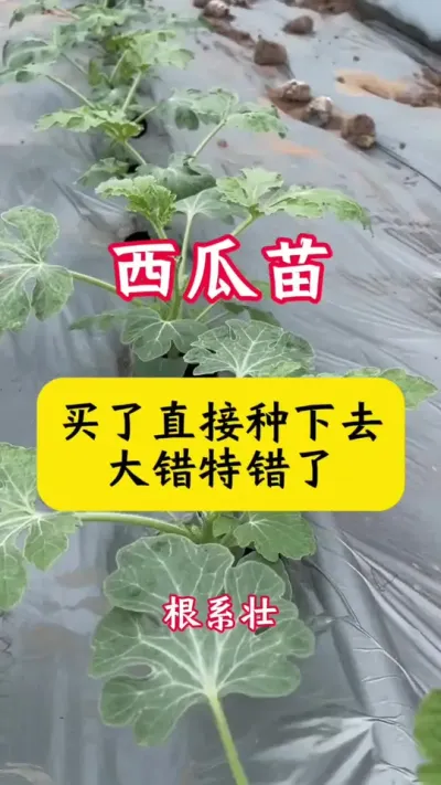 #����ݪֲ#����#����ݪֲ����#������#������