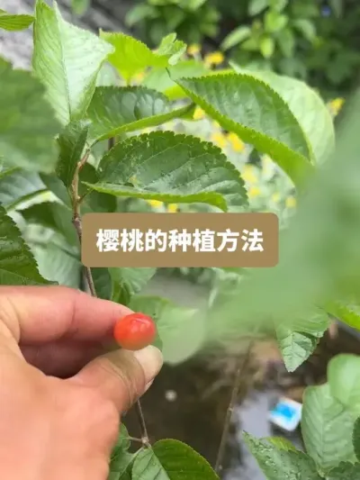 ��ʱһ�������ݪֲ���ջ���ӣ�ҵ�ݪֲҪ��ȫ���� #��ũ #ݪֲС���� #��ũ������ #ӣ�� #������