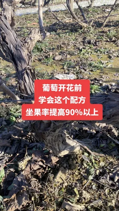 �����Ż�ǰ��ѧ������䷽�����������90%����#�����Ż�#����ݪֲ#���Ѹ߲�