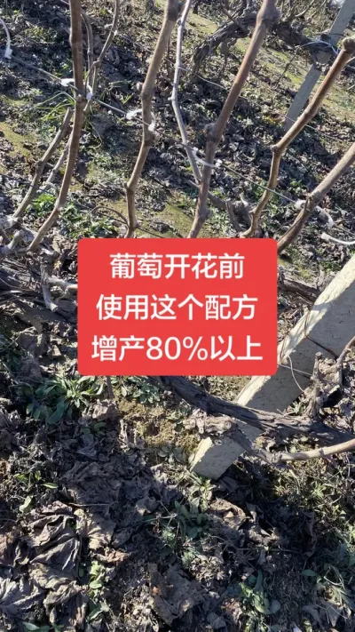 �����Ż�ǰ��ѧ������䷽������80%����#�����Ż�#����ݪֲ#���Ѹ߲�