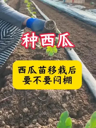 #西瓜种植 #西瓜种植技术 #西瓜管理 #西瓜
