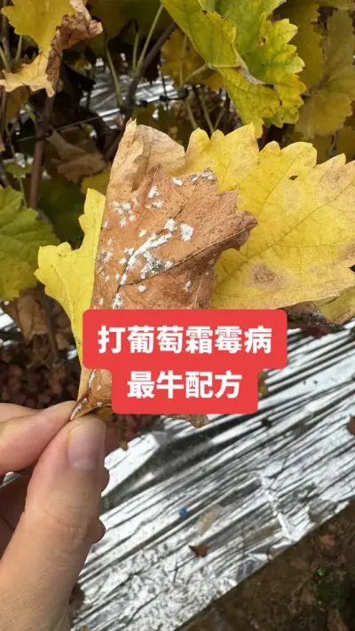 ������˪ù����ţ�䷽#����˪ù��#����ݪֲ#���Ѳ���