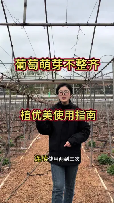 ����������ѿ������������������ô����ʹ�ù���ֲ�����ƻ�������ѿ���ƿ��ڵ�������ʹ�õ�һ����һ��ʹ����������������������ѿ������֦���ʵ��#�Ĵ����� #����ݪֲ