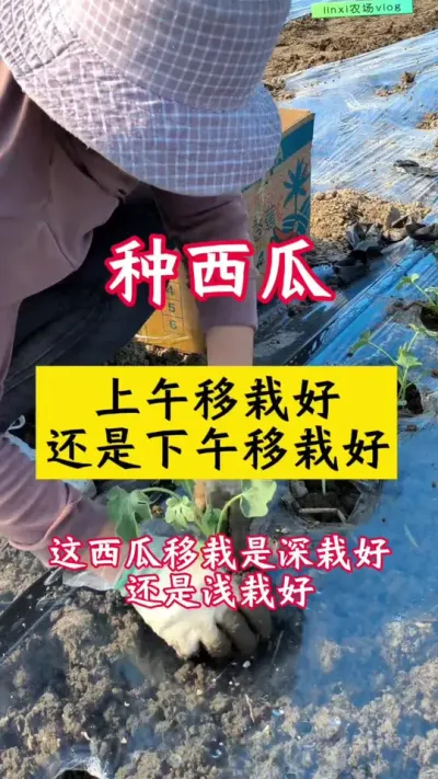 #������ #����ݪֲ#����ݪֲ����#�������� #����