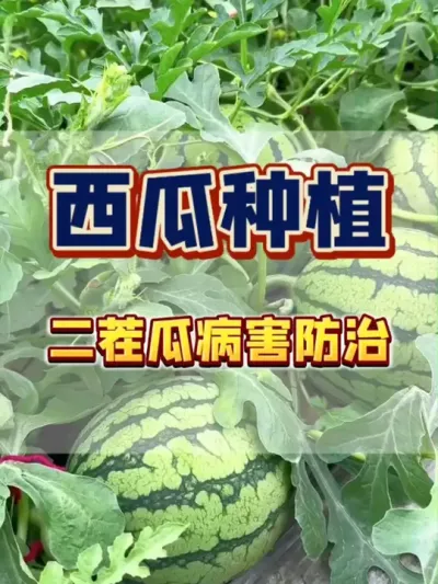 #����ݪֲ#���Ϲ���#���溦����