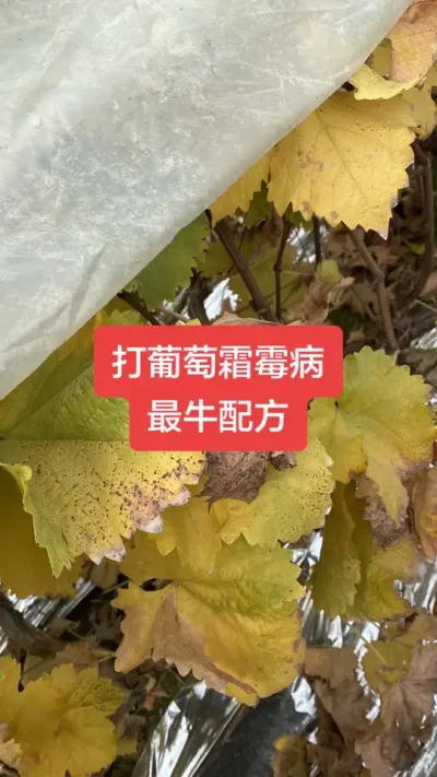 ������˪ù����ţ�䷽#����˪ù��#����ݪֲ#���Ѳ���