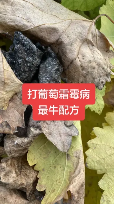 ������˪ù����ţ�䷽#����˪ù��#����ݪֲ#���Ѳ���