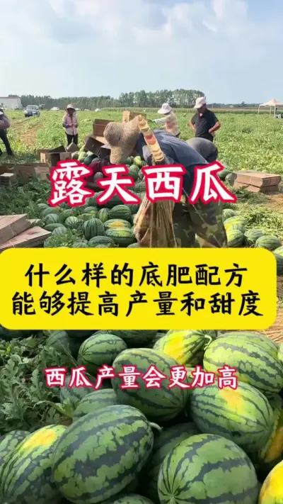 #种西瓜 #西瓜 #西瓜种植#西瓜种植技术#西瓜底肥