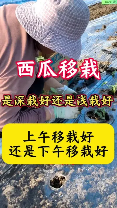 #������#����ݪֲ#����ݪֲ���� #�������� #����