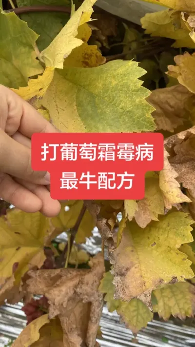 ������˪ù����ţ�䷽#����˪ù��#����ݪֲ#���Ѳ���