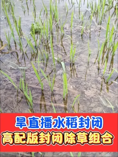 旱直播水稻专用芽前封闭除草组合 高配版旱直播芽前封闭除草剂，剂量足封草种类多，控草时间更长，热卖三年放心使用#旱直播稻封闭除草 #水稻除草剂 #水稻 #水稻种植 #农资肥料