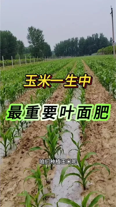 ����һ��������Ҫ��Ҷ���#����ݪֲ#���׸߲�����#ũҵݪֲ#֧����ũ������ũ���� #����