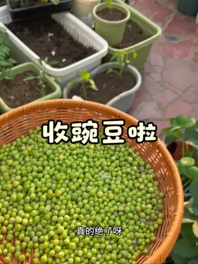 今天的惊喜是豌豆苗给的😏先吃豌豆尖儿后摘豌豆🫛#阳台种菜 #豌豆尖 #豌豆荚 #阳台花园 #种植小技巧