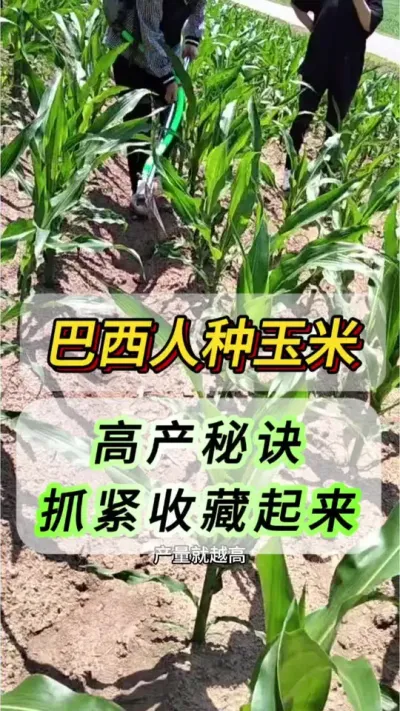 �����������׸߲�������ץ���ղ�����#����ݪֲ#���׹���#���׸߲�#ũҵݪֲ #֧����ũ������ũ����