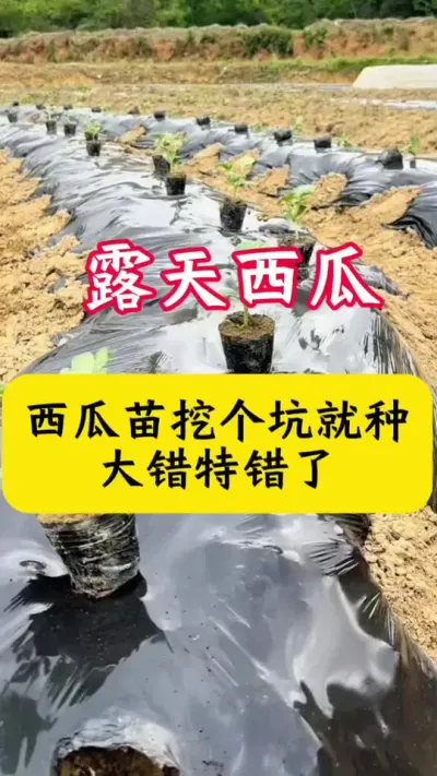 #西瓜种植#西瓜种植技术#西瓜移栽#西瓜#种西瓜