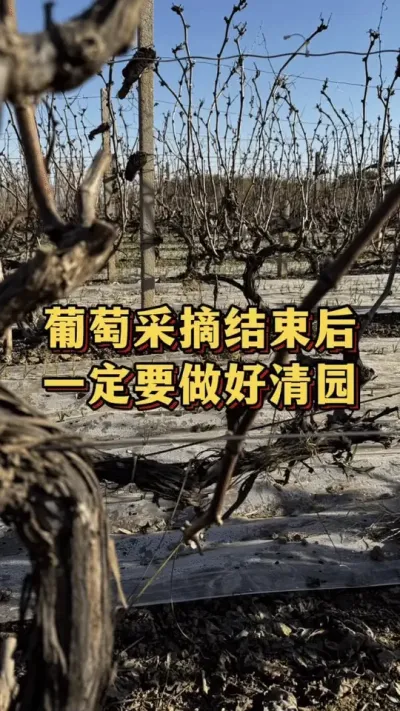 ���Ѳ�ժ���º���һ��Ҫ������԰#���� #ݪֲ���� #��������