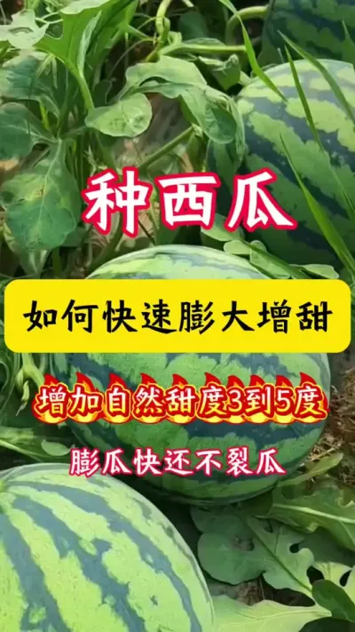 #����ݪֲ#����ݪֲ����#��������#�������#����