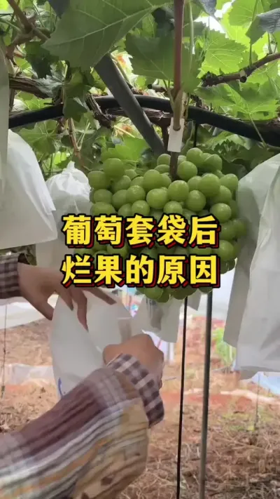 �����״��������ù�Ե��ԭ��#����ũ��Ʒ #ũҵݪֲ #��ũ