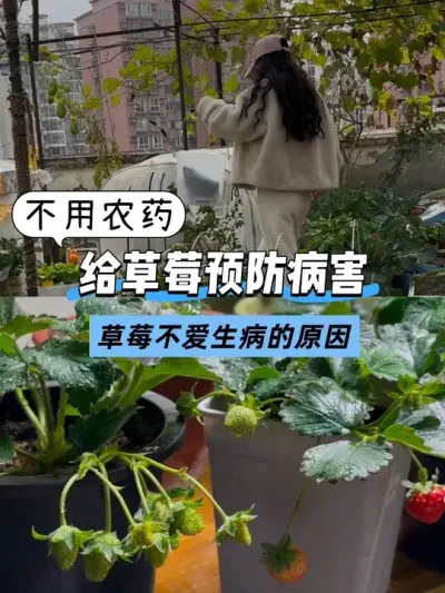 �����������Ҿ�����ô����ݮ�Ų��������İɣ� #��ʵ���ķ������� #��̨�ֲ� #�ֲ�ݮ #Ԥ�����溦 #�ݲ�ѿ�߸˾�