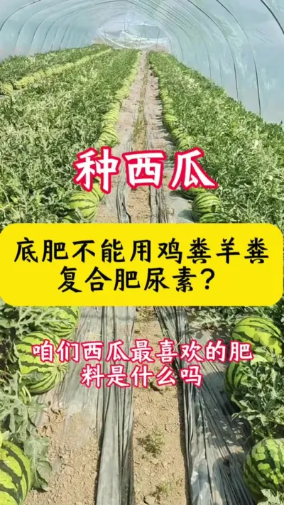 #种西瓜#西瓜种植技术#西瓜种植#西瓜底肥#西瓜