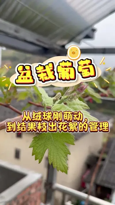 �������ѴӶ�ѿ�����ȶ���Ч��֦����������ȫ�̹�����#��������#¥����԰#����#��ͥݪֲ#ݪֲС����