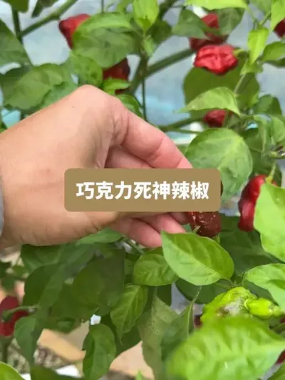 ȫ�������ڵ��������������߹��Ÿ�����ݪֲȫ���� #ݪֲС���� #��ũ������ #�ҵ���������