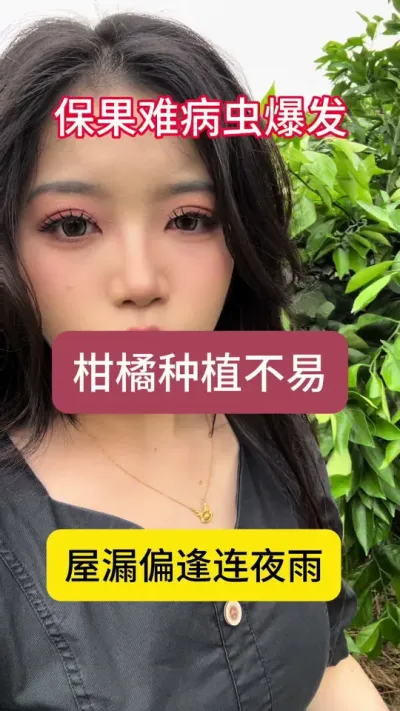 柑橘种植不易，小甄也在叹气！天公不作美，今年保果困难，红蜘蛛也凶，保住果了的朋友们一定不要松气！时刻关注果园情况！今年有果就能吃皮哦#柑橘保果 #柑橘种植 #国光贝能方案