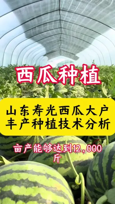 #����ݪֲ#���Ϲ��� #���� #��ũ #������