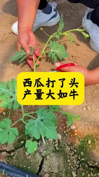 #种西瓜#西瓜种植#西瓜种植技术 #西瓜病害#西瓜管理