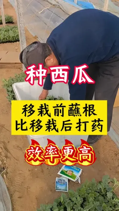 #������#����ݪֲ#����ݪֲ���� #��������#����