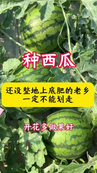 #����ݪֲ#����ݪֲ����#���ϵ׷�#����#������