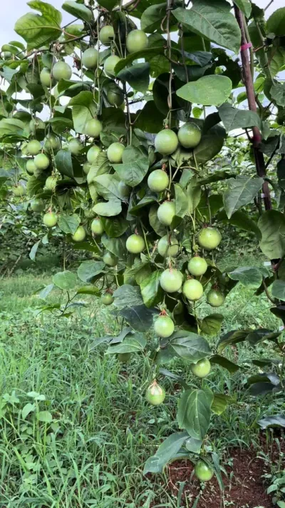 黄金百香果垂帘模式#百香果种植技术 #黄金百香果种植技术 #百香果用肥