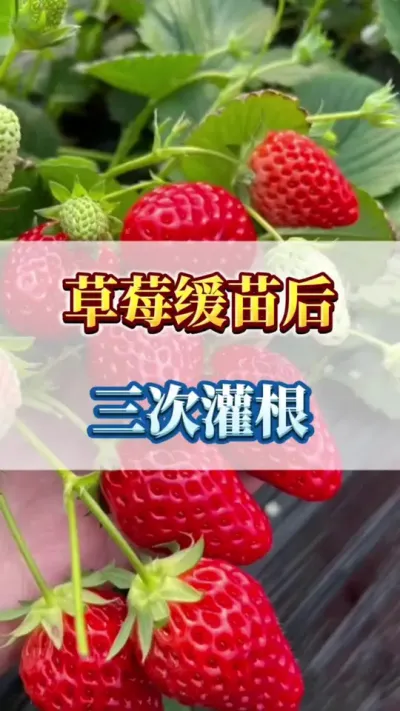草莓缓苗后，三次灌根#草莓苗种苗 #草莓种植 #优质农产品