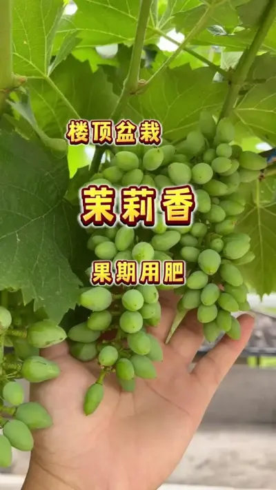 我的盆栽茉莉雨葡萄膨果期用肥，一定要记得补钙哦！#盆栽葡萄 #楼顶果园 #内容启发搜索 #葡萄用肥