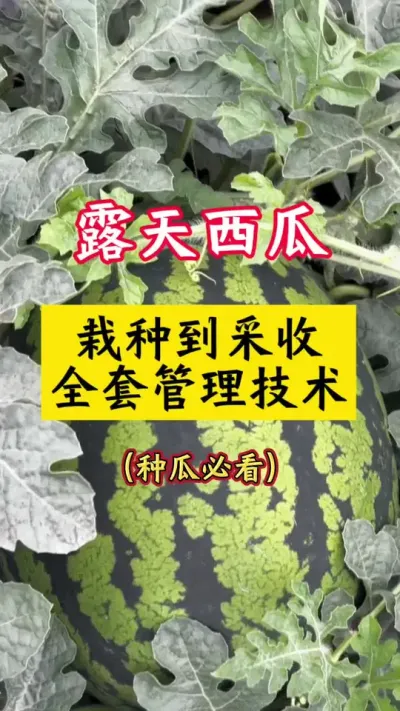 #����ݪֲ#����ݪֲ����#���Ϲ���#����#������