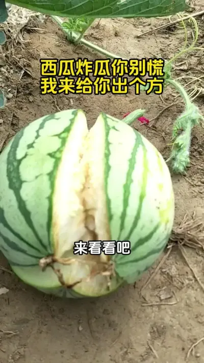 #西瓜种植 #西瓜施肥#西瓜高产#西瓜种植技术#西瓜管理