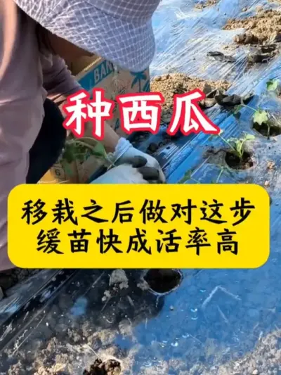 #����ݪֲ #����ݪֲ���� #������ #�������� #����