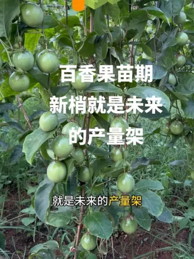 ��������ڵ�������������������δ���Ĳ����ܣ�#�ְ���� #�����ݪֲ #�����ݪֲ���� #�����ݪֲ���չ��� #�ƽ�����ݪֲ����