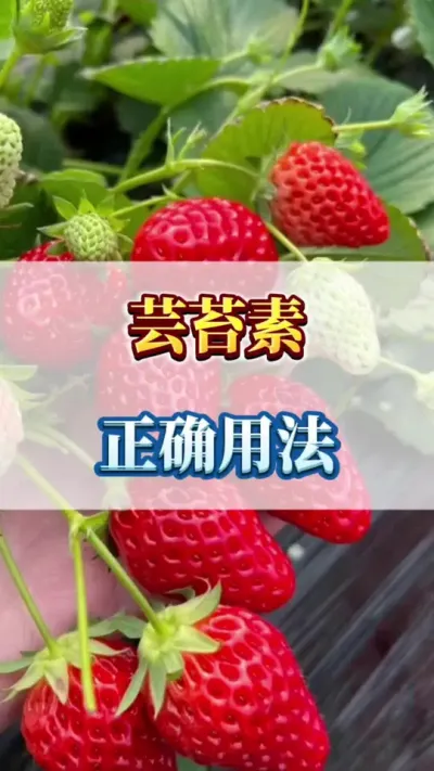 芸苔素，正确用法#草莓种植 #病害防治 #草莓管理