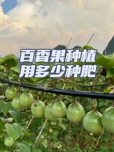 �����ݪֲ�ü����ַ���#������÷ʹ��� #������÷� #�����ʩ������ #�����ݪֲ#�����ݪֲ����