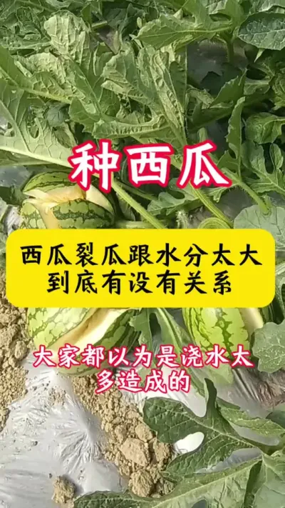 #西瓜种植#西瓜#种西瓜#西瓜种植技术#西瓜裂瓜