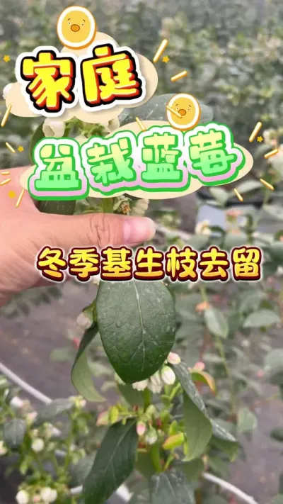 ��ͥ������ݮ��������֦ȥ��#������ݮ#¥����԰ #��¼�ҵ�ݪֲ���� #��ݮ���� #������������