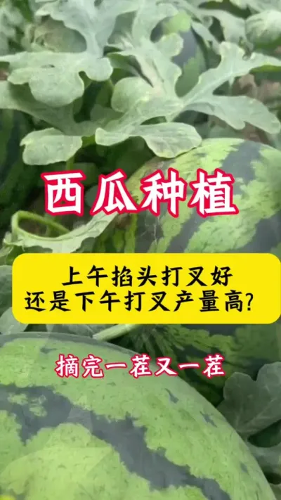 #西瓜种植 #种西瓜#西瓜种植技术 #西瓜病害