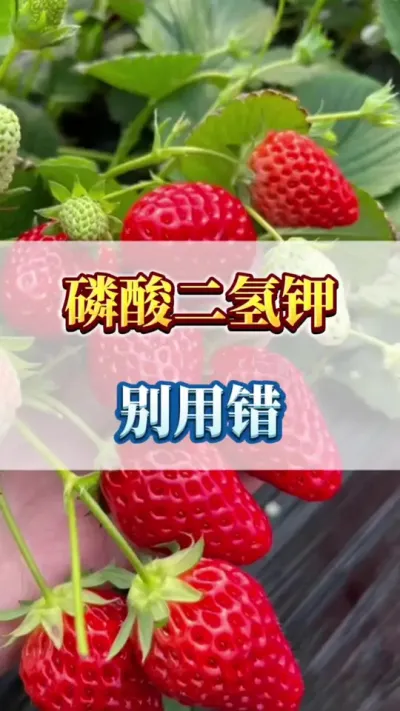 磷酸二氢钾，别样用错#草莓苗种苗 #草莓育苗 #草莓种植