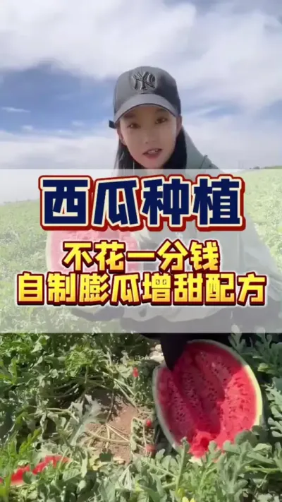 #助力三农 #西瓜种植 #西瓜管理 #增产增收才是硬道理
